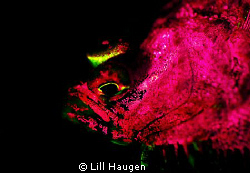 Pink fluorescent flounder, photographed with Glowdive yel... by Lill Haugen 